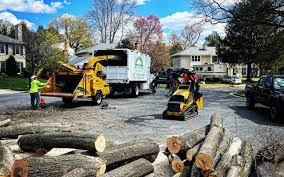 How Our Tree Care Process Works  in  Bowdon, GA