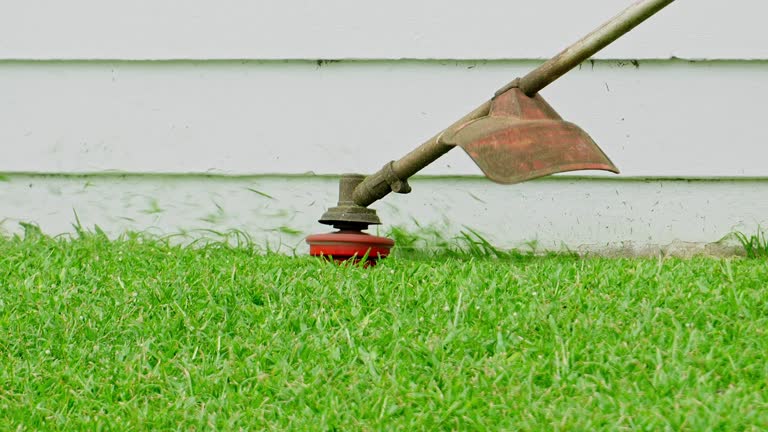 Trusted Bowdon, GA Tree Services Experts